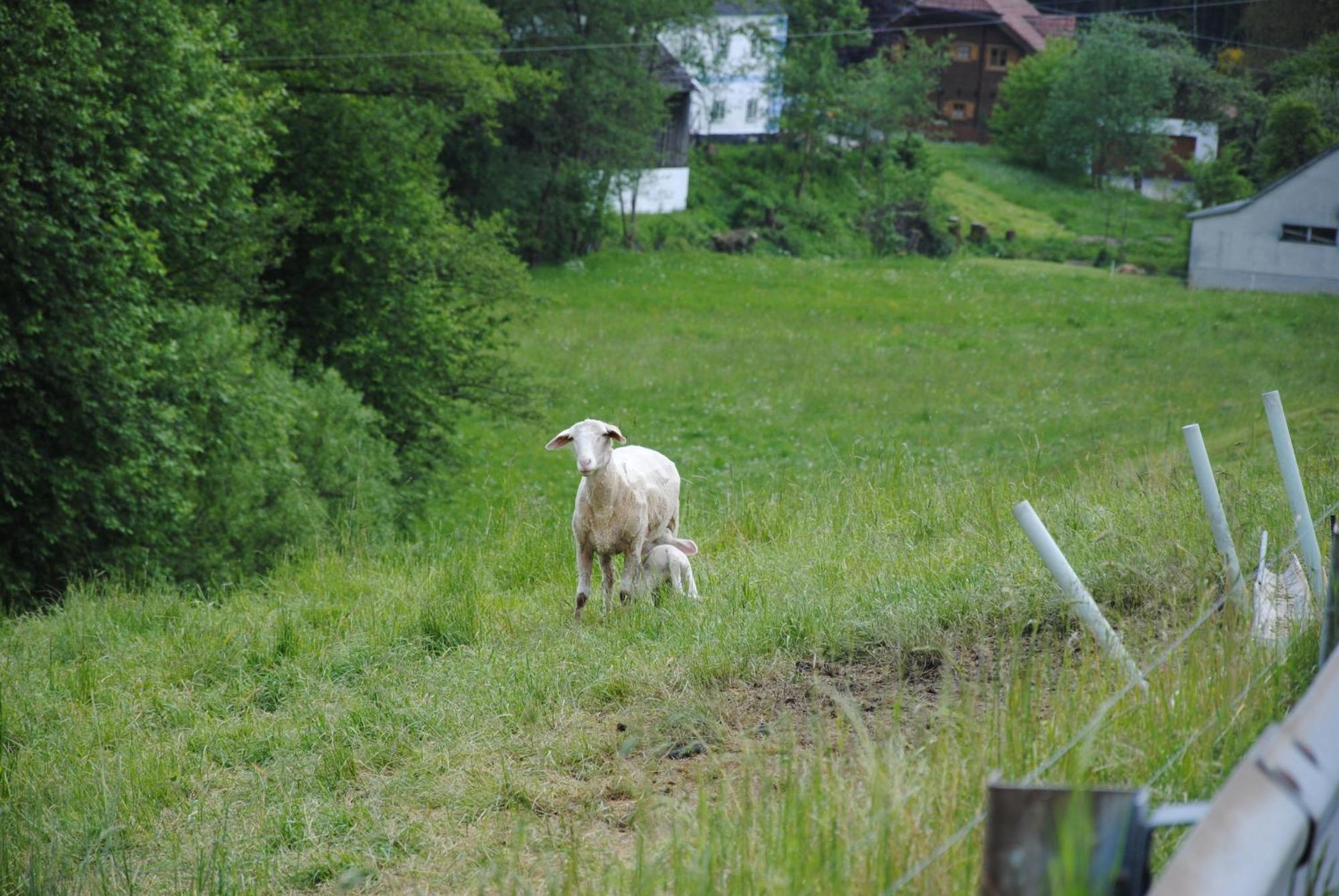 Landgasthof Seyrlberg Reichenau im Mühlkreis Exterior foto